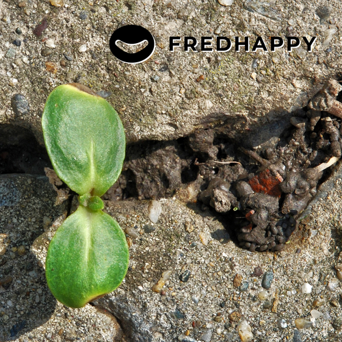 Seedling sprouting up from the ground